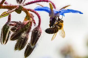 A close up macro shot of a European Honeybee in the UK collecting pollen from a small blue flower. The shot intentionally has a blurred out background in order to focus on the subject. Bokeh