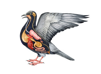 Bird inner anatomy scheme. Watercolor hand drawn illustration. Bird internal organs anatomy scheme. Crop, heart, stomach, gizzard, liver, brain - inner avian organs