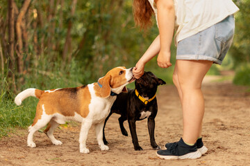 Teenage girl and two dogs standing on dirt road. Two pets touching female hand with muzzles in outdoors