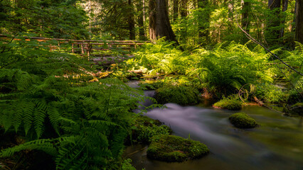 Rivers streams and wildflowers along the Blue Pool Trail in Oregon