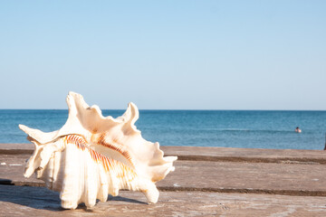 A seashell on the beach. A seashell and a sandy beach on a blurred background of the sea. Conch shell on beach with waves.