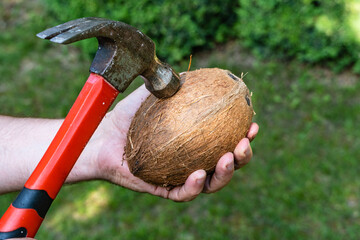 Large brown coconut lies in palm of your hand on blurred background of green grass. Selective focus. Hand holds hammer with red handle. Striking coconut shell with metal hammer head.