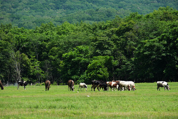 A herd of cows grazing in a meadow near a hilly wooded area.
