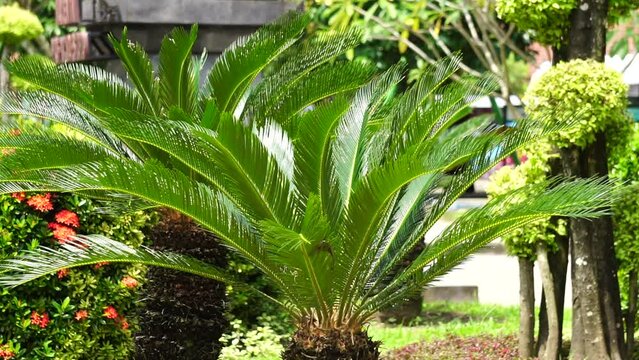 Cycas Revoluta (pakis haji, Cycas revoluta, Sotetsu, sago palm, king sago, sago cycad, Japanese sago palm) in the garden. This is also called kungi (comb) palm in Urdu speaking areas