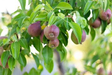 pears ripen on a tree, a pear bears fruit on a branch close-up