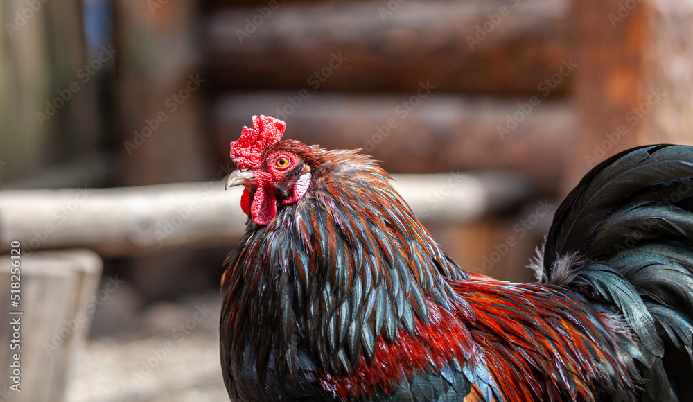 Poster portrait of a beautiful colorful rooster with a bright red comb. countryside concept with domestic b