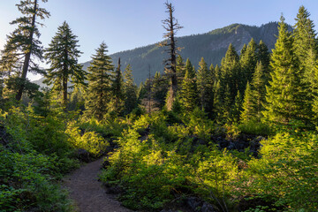 Proxy Falls Trail in the Cascade Mountains in Central Oregon