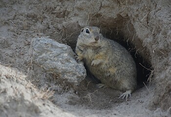 ground squirrel stands near a hole in the tract Dzhily-su Kabardino-Balkaria Russia. copy space