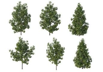 Tree on a white background