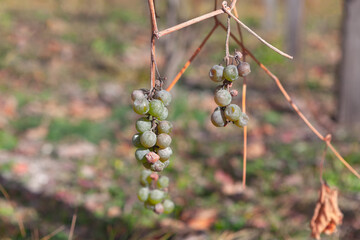 Poor harvest of grape . Wine plant in autumn 