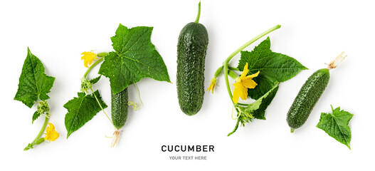 Cucumber with flower and leaves on white.