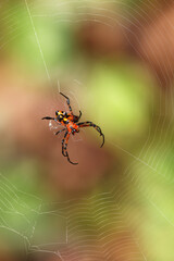 spider on web