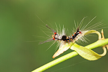 A caterpillar on a leaf