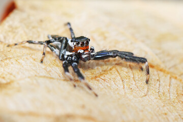 A spider on dry leaf