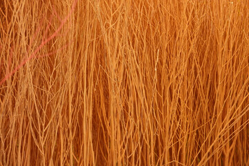 A lot of dry twigs colorful. It make dye red and orange color for background, wallpaper and backdrop .    