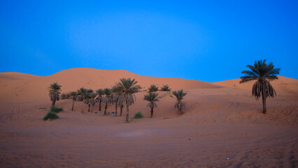 Fototapeta na wymiar Amazing View to the Golden Sahara Desert Sands near the oasis town Taghit, Algeria
