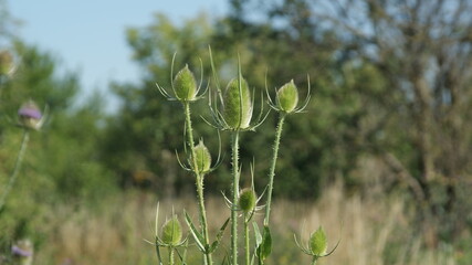 SONY DSC