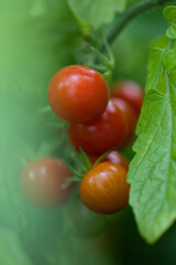Tomato Macro