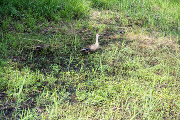 Where ducks go to find pests in paddy fields