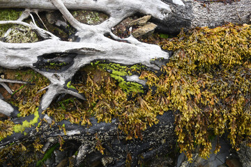Seaweed growing on a fallen tree at Durgan Quay Cornwall
