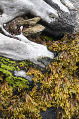 Seaweed growing on a fallen tree at Durgan Quay Cornwall
