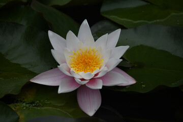 A water lily at Glendurgan Gardens Cornwall
