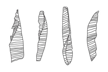 set banana leaves vector illustration. 