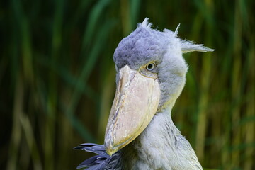 The Shoebill (Balaeniceps rex) also known as Whalehead or Shoe-billed Stork, is a very large...