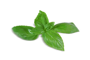 Fresh Basil Isolated on White Background with Clipping Path