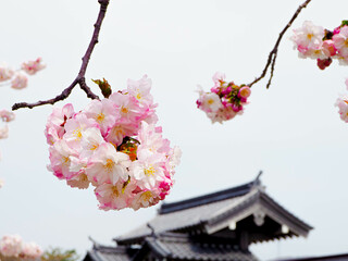 Obraz na płótnie Canvas 桜と瓦屋根
