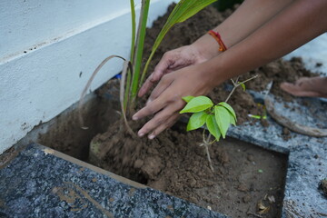 Tree plantation is being done in the rainy season. selective focus shallow depth of filed blur