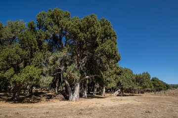Fototapeta premium sabina albar de cinco guias(Juniperus thurifera), arbol monumental catalogado, Espacio Natural del Sabinar de Calatañazor, Soria, Comunidad Autónoma de Castilla, Spain, Europe