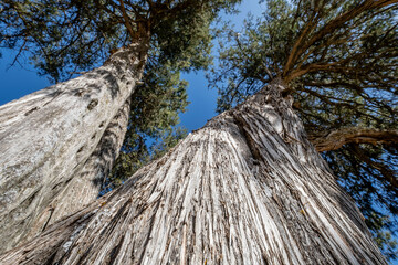 sabina albar de cinco guias(Juniperus thurifera), arbol monumental catalogado,  Espacio Natural del Sabinar de Calatañazor, Soria, Comunidad Autónoma de Castilla, Spain, Europe