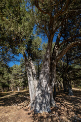 Obraz premium sabina albar de cinco guias(Juniperus thurifera), arbol monumental catalogado, Espacio Natural del Sabinar de Calatañazor, Soria, Comunidad Autónoma de Castilla, Spain, Europe