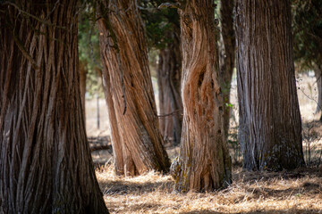 sabinas albares (Juniperus thurifera), Espacio Natural del Sabinar de Calatañazor, Soria, Comunidad Autónoma de Castilla, Spain, Europe
