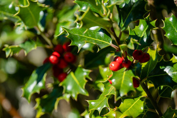 acebal de Garagüeta, Ilex aquifolium, Soria, Comunidad Autónoma de Castilla, Spain, Europe