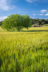 Fototapeta premium fig tree in a cereal field, Lloret de Vistalegre, Mallorca, Balearic Islands, Spain