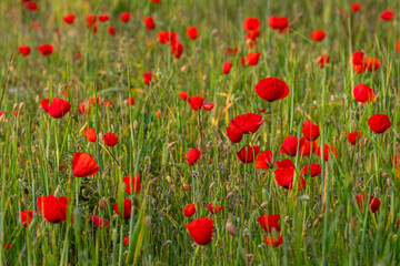 Papaver rhoeas L., wild poppy field, Lloret de Vistalegre, Mallorca, Balearic Islands, Spain