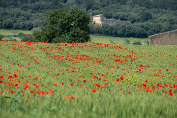 Papaver rhoeas L., wild poppy field, Sant Joan, Mallorca, Balearic Islands, Spain