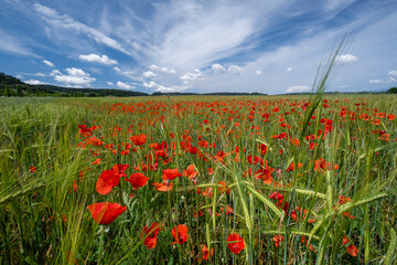 Papaver rhoeas L., wild poppy field, Sant Joan, Mallorca, Balearic Islands, Spain