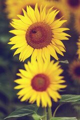 Sonnenblumen im Sonnenuntergang