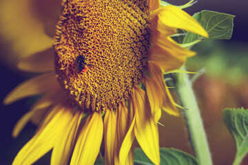 Sonnenblumen im Sonnenuntergang