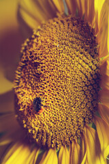 Sonnenblumen im Sonnenuntergang