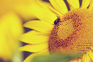 Sonnenblumen im Sonnenuntergang