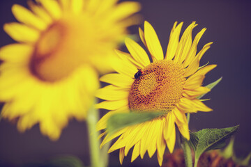 Sonnenblumen im Sonnenuntergang