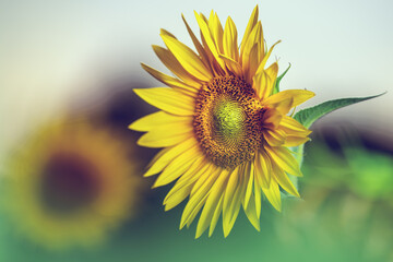 Sonnenblumen im Sonnenuntergang