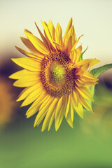 Sonnenblumen im Sonnenuntergang