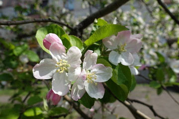 Closeup of pinkish white flowers of apple tree in mid April