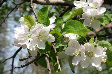 Five petaled pinkish white flowers of apple tree in mid April