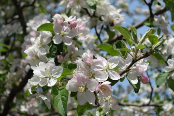 Pinkish white flowers of apple tree in mid April
